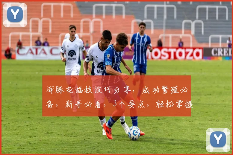 海豚花插枝技巧分享，成功繁殖必备，新手必看，3个要点，轻松掌握